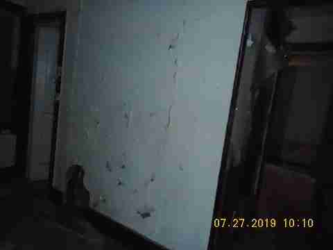 16737 Dolphin (14)_m.jpg